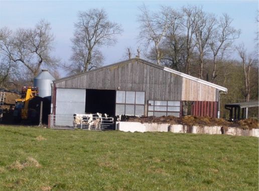 cattle1