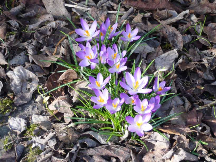 crocus1