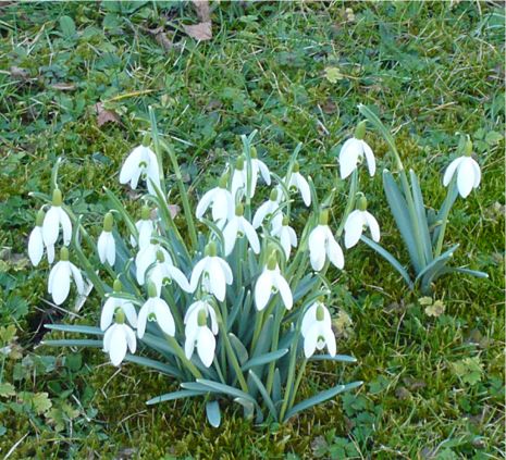 snowdrops2