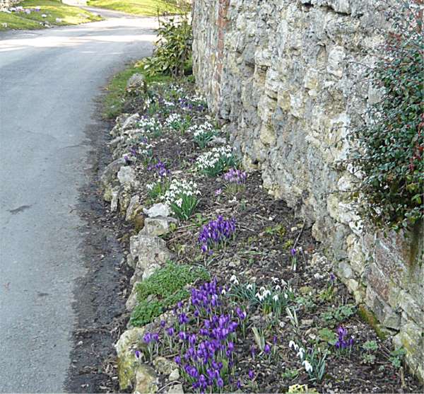 snowdropscrocus
