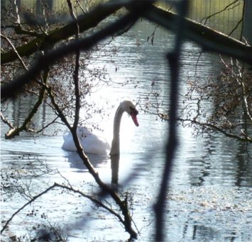 swan